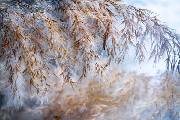 Juncos Secos Tempo Inverno Fechar — Fotografia de Stock