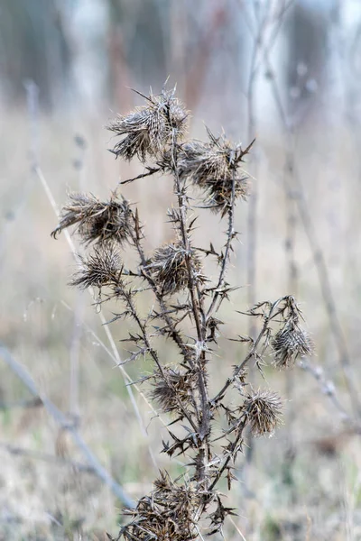 Dry Burdock Spring Close — Stock Photo, Image