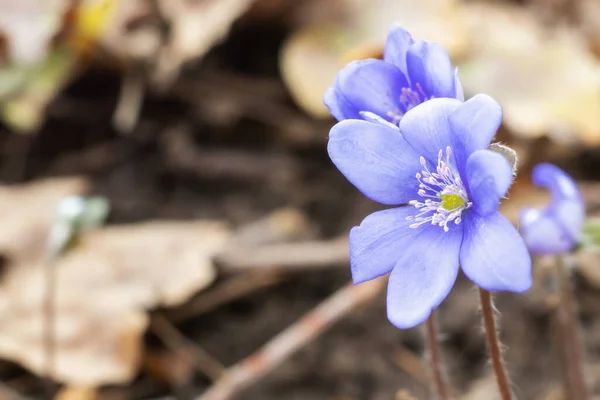 Veilchen Hepaticas Blüht Frühling Auf Alten Trockenen Blättern Makro — Stockfoto