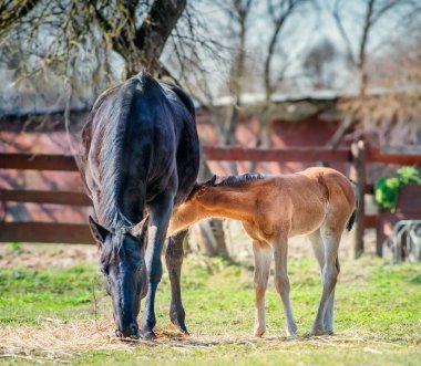 Güneşli bir günde baharda çiftlikte taylı siyah at.