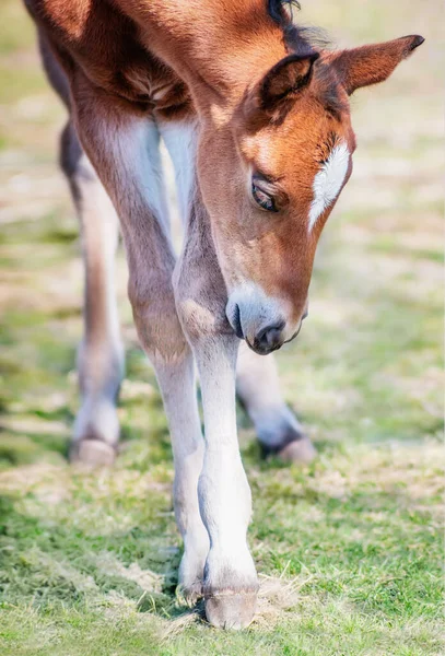 Fohlen Auf Dem Frühlingsrasen Hof — Stockfoto