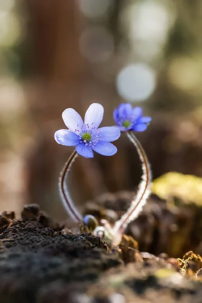 Flores Violetas Primavera Día Soleado — Foto de Stock