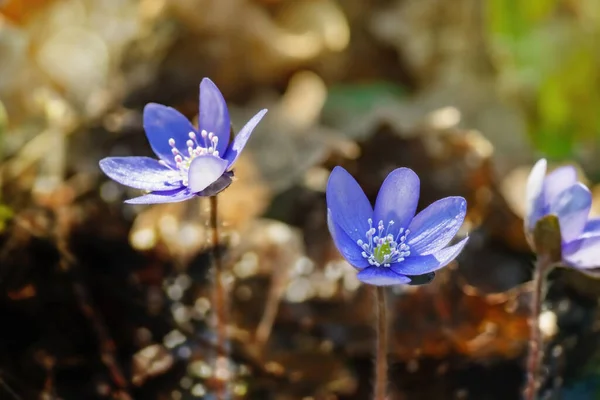 Violette Fleurit Printemps Par Une Journée Ensoleillée — Photo