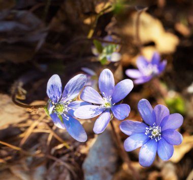 Mor çiçekler baharda güneşli bir günde açar.