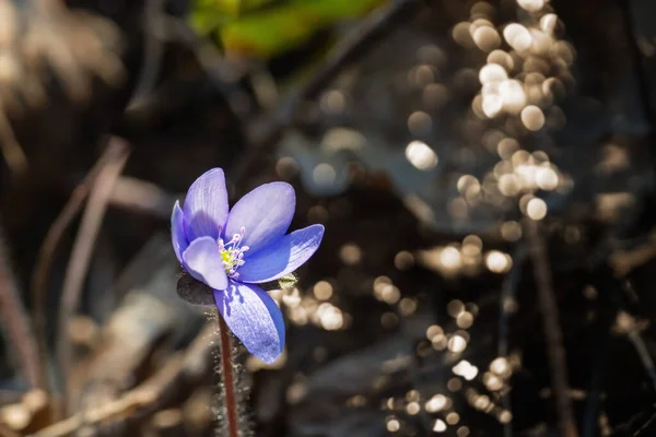 晴れた日の春にバイオレットの花 — ストック写真