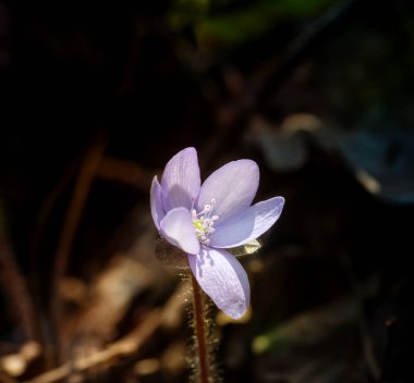 Güneşli bir günde ilkbaharda mor çiçek açar.