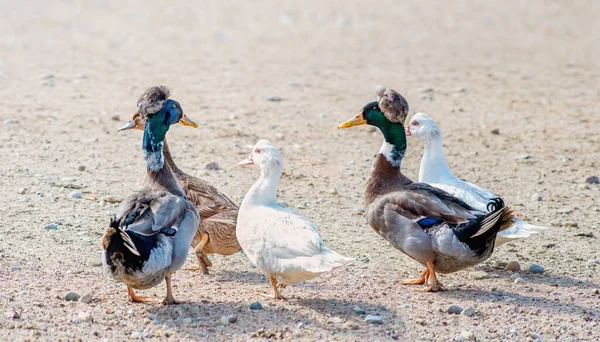 Cinco Patos Una Grava Patio Granja Día Soleado — Foto de Stock