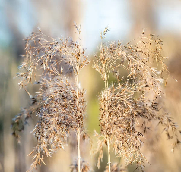 Two Dry Reeds Blurry Background Background Close — Stock Photo, Image