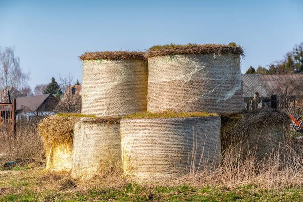 Bales Hay Country Side Sitting Few Years Spring Time — Stock Photo, Image