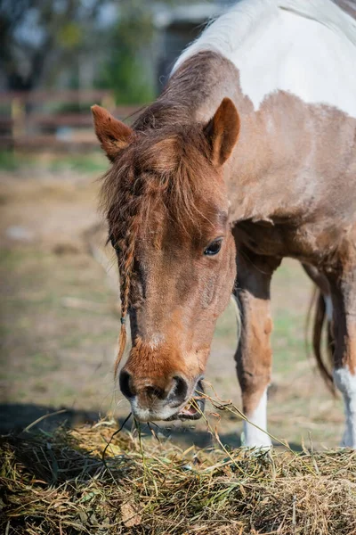 Kleines Pony Mit Zopf Frisst Frühlingssonnenaufgang Heu — Stockfoto