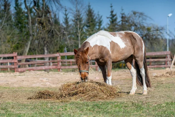 Kleine Pony Met Vlecht Eet Hooi Lente Zonsopgang — Stockfoto