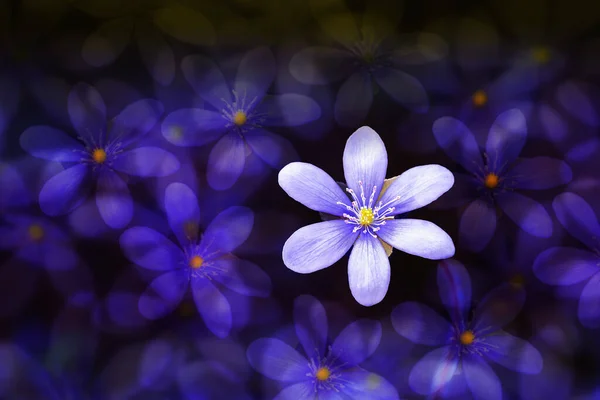Flor Violeta Fundo Embaçado Flores Violetas Fechar — Fotografia de Stock