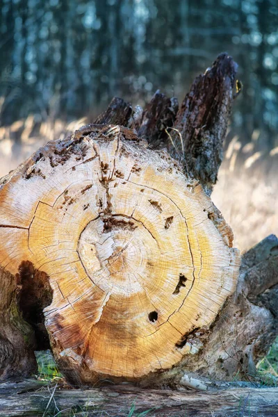 Colorida Madera Vieja Cortada Con Anillos Luz Del Atardecer Vista —  Fotos de Stock