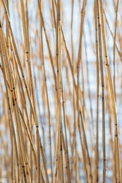 Background Dry Reeds Close — Stock Photo, Image