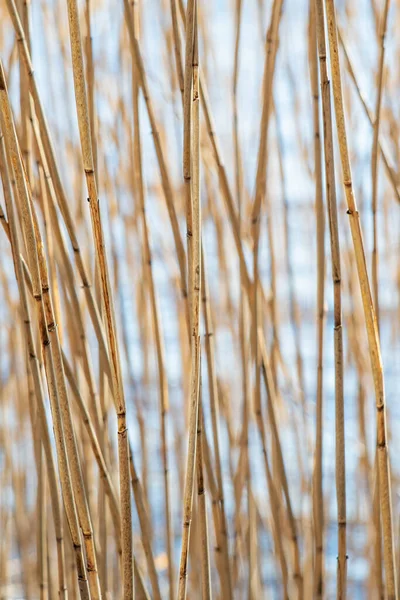 Achtergrond Van Droog Riet Sluiten — Stockfoto