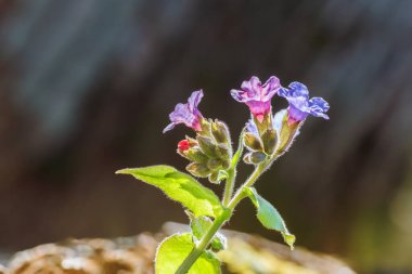 Pulmonaria obscura, Pulmonaria obscura (Beneksiz Akciğer Solucanı veya Suffolk Ciğerotu olarak da bilinir), Pulmonaria familyasından Boraginaceae familyasına ait bir bitki türü. Kapat..