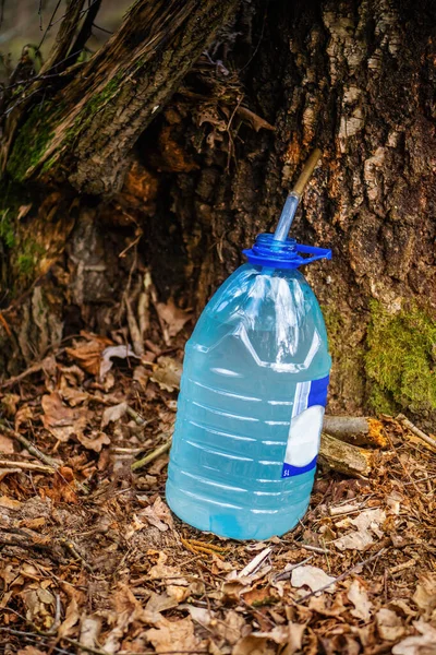 Drops Birch Sap Dripping Plastic Bottle Spring — Stock Photo, Image