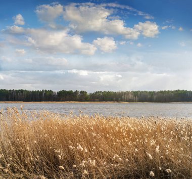 Sazlıklarla panoramik manzara, baharda göl kıyısı ve bulutlu gökyüzü. Litvanya