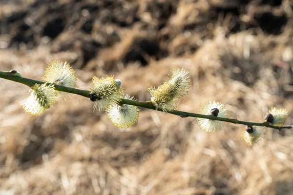 Beautiful Catkins Spring Sunlight Close — Stock Photo, Image