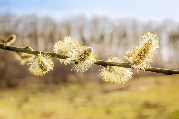 Hermosas Catkins Luz Del Sol Primavera Cerca —  Fotos de Stock