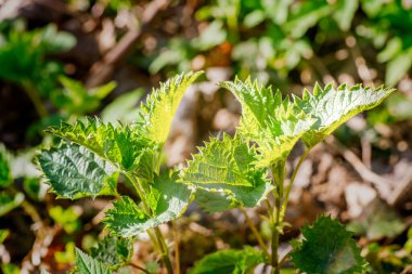 Genç ısırgan otu yaprakları güneşli bahar gününde ormanda.