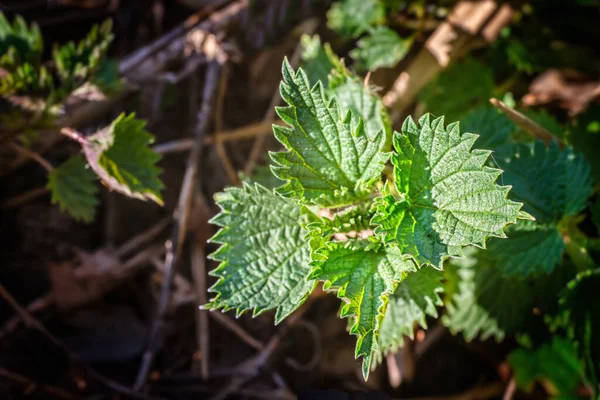Young Nettle Leaves Forest Sunny Spring Day — Stock Photo, Image