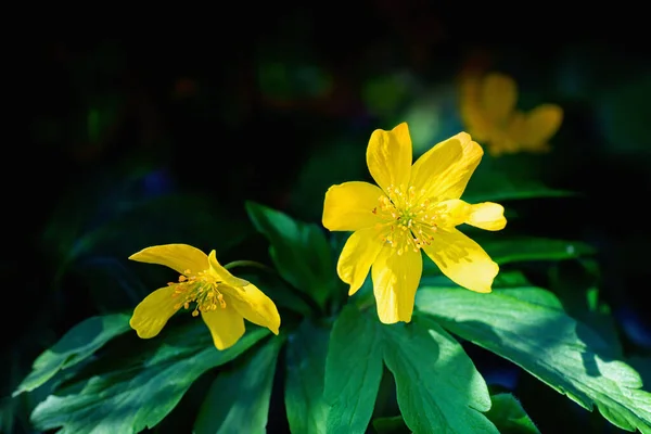 Vista Cercana Anémona Amarilla Bosque Primavera Día Soleado — Foto de Stock