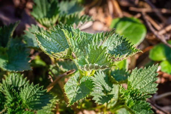 Young Nettle Leaves Forest Sunny Spring Day — Stock Photo, Image