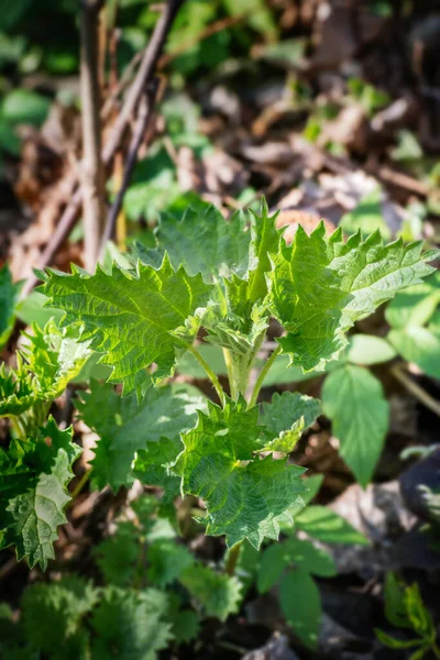 Giovani Foglie Ortica Nella Foresta Nella Soleggiata Giornata Primaverile — Foto Stock