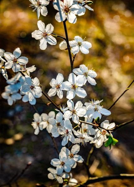 Plum Árvore Flores Brancas Primavera Fechar — Fotografia de Stock