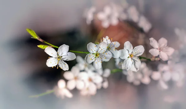 Ciruelo Blanco Florece Primavera Cerca — Foto de Stock