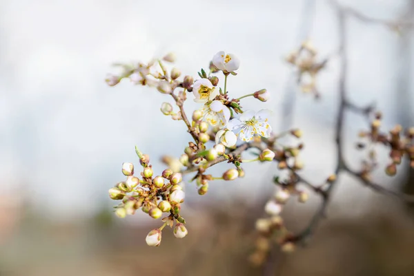 Plum Árvore Flores Brancas Botões Primavera Fechar — Fotografia de Stock