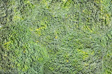 Brokoli sebze arka planı. Kapat..