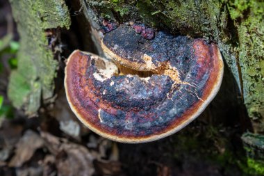 Yaşlı ağaçtaki mantar. Kapat..