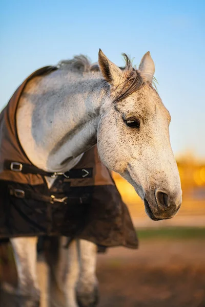 春に農家の庭で飼育された白い馬 — ストック写真