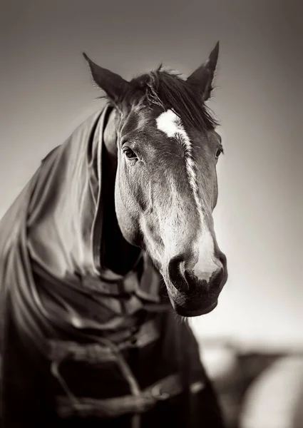 Cavalo Castanho Com Caparison Quintal Fazenda Pôr Sol Primavera Preto — Fotografia de Stock