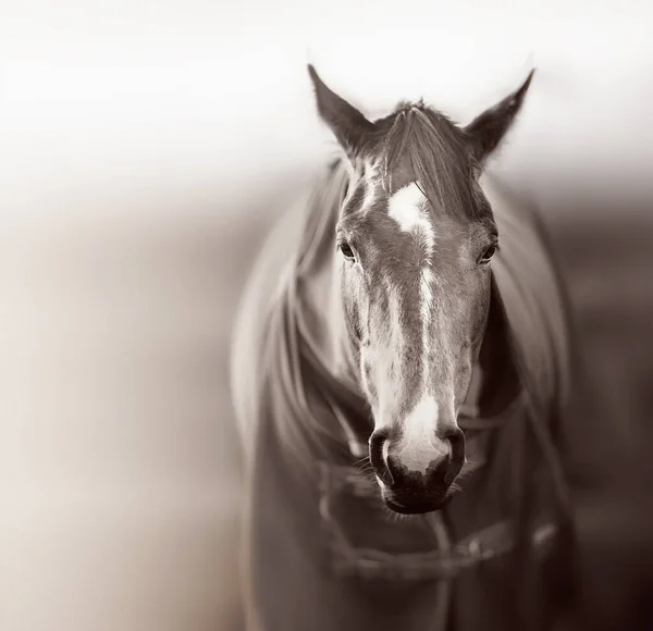 Bruin Paard Met Caparison Het Erf Lente Zonsondergang Zwart Wit — Stockfoto