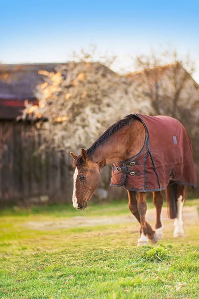 Braunes Altes Krankes Pferd Mit Steinbock Auf Dem Hof Frühlingssonnenuntergang — Stockfoto