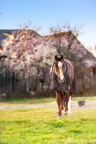 Braunes Altes Krankes Pferd Mit Steinbock Auf Dem Hof Frühlingssonnenuntergang — Stockfoto