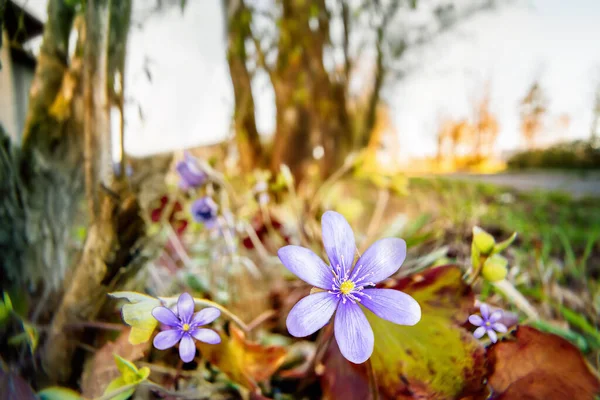 Flores Violetas Fondo Borroso Primavera Cerca — Foto de Stock