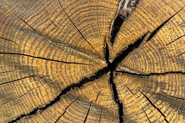 Textura Madera Seca Pintada Con Grietas Cerca —  Fotos de Stock