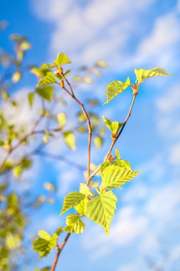 Baharda yeşil yapraklı huş dalları mavi gökyüzü arka planında. Kapat..