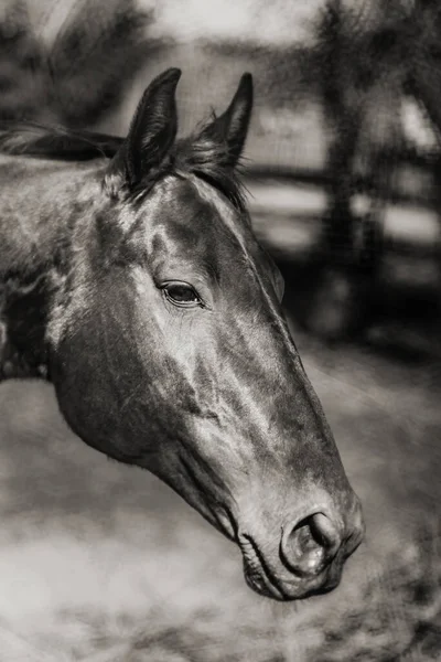 Όμορφο Πορτραίτο Μαύρου Αλόγου Στο Αγρόκτημα Μαύρο Άσπρο — Φωτογραφία Αρχείου