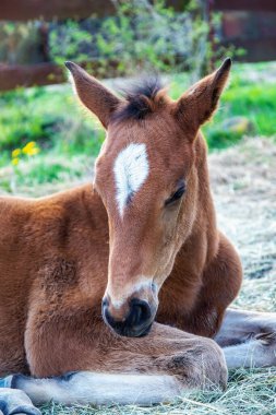 Çiftlik bahçesinde uzanan güzel taylar bahar güneşinde samanların üzerinde. 