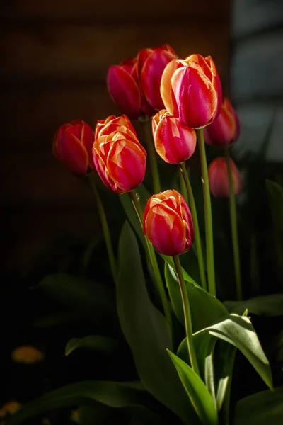 Красные Тюльпаны Углу Деревянного Дома Солнечный День Весной — стоковое фото