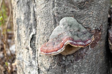 Ağaç sapında mantar var. Kapat..