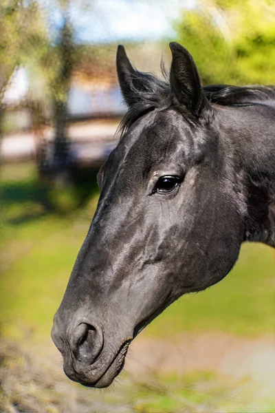 Belo Retrato Cavalo Preto Quintal — Fotografia de Stock