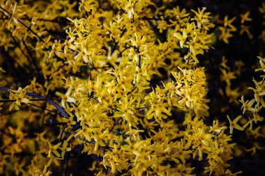 Hor çiçeği çiçekli bitkiler Zeytingiller zeytin ailesindeki bir cinsidir. Orada 11 tür, Doğu Asya, çoğunlukla yerli ancak Güneydoğu Avrupa için bir yerli.