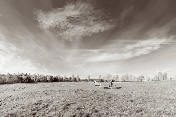 Gün Batımında Çimlerin Üzerinde Iki Atın Olduğu Güzel Kırsal Alan — Stok fotoğraf