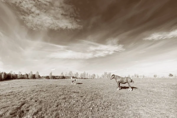 Gün Batımında Çimlerin Üzerinde Iki Atın Olduğu Güzel Kırsal Alan — Stok fotoğraf
